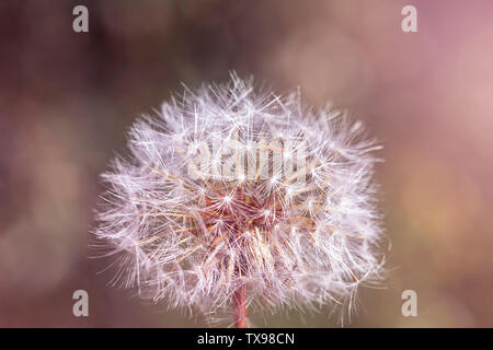 Lucido bianco soffice di tarassaco sul verde naturale molla sfocata bokeh sfondo luminoso, il fuoco selettivo Foto Stock