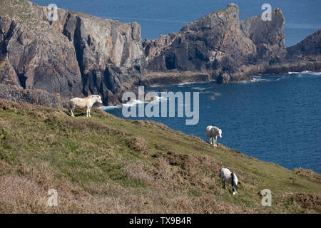 I cavalli bianchi il roaming libero, il Pembrokeshire sentiero costiero vicino a St Davids, designato National Trail in Pembrokeshire, Galles sudoccidentale. Foto Stock