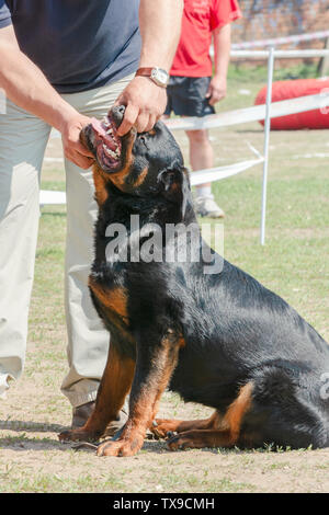 Handler mostra denti cane a dog show Foto Stock