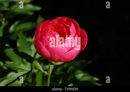 Paeonia Cytherea. Semi-doppio rosa peonia fiore. Paeonia lactiflora (Cinese peonia o giardino comune peonia). Un fiore Foto Stock