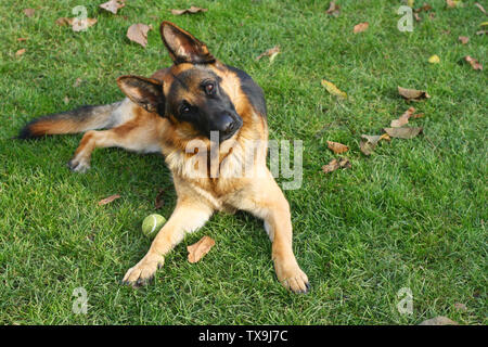 Ritratto di pastore tedesco cane sul verde erba, giornata di sole Foto Stock