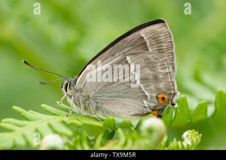 Viola hairstreak butterfly (Favonius quercus, Neozephyrus quercus) poggiante su bracken, East Sussex, Regno Unito Foto Stock