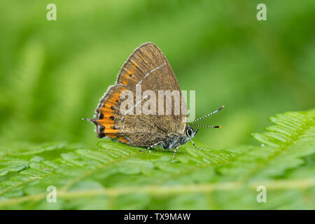 Hairstreak nero (farfalla Satyrium pruni) poggiante su bracken a Ditchling Common Country Park, East Sussex, Regno Unito Foto Stock