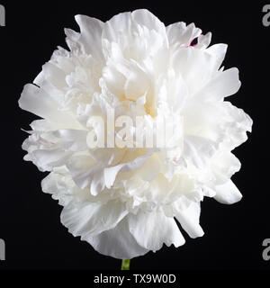 Bianco grande peonia su uno sfondo nero. Close-up, il fuoco selettivo Foto Stock