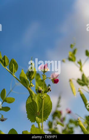 Pianta verde, olandese di fiori di fagiolo. Foto Stock