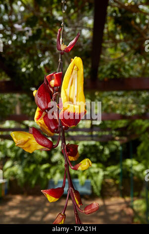 Thunbergia mysorensis, sughero indiano della vigna, in Funchal Botanic Gardens, Madeira, Portogallo, Unione Europea Foto Stock