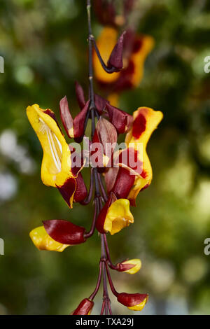 Thunbergia mysorensis, sughero indiano della vigna, in Funchal Botanic Gardens, Madeira, Portogallo, Unione Europea Foto Stock