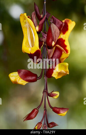 Thunbergia mysorensis, sughero indiano della vigna, in Funchal Botanic Gardens, Madeira, Portogallo, Unione Europea Foto Stock