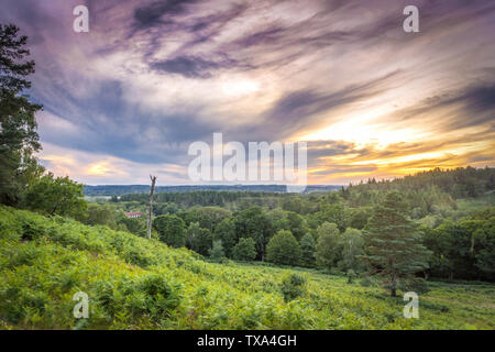 Bellissimo tramonto colorato su Rockford comune nel nuovo Parco Nazionale Foreste, Hampshire, Inghilterra, Regno Unito Foto Stock