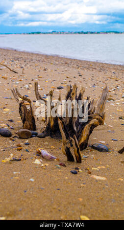 Vecchio albero di monconi spingendo attraverso la sabbia per formare modelli abstact sulla spiaggia Foto Stock