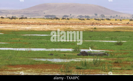 Un bambino e la madre ippopotamo feed in una palude di amboseli Foto Stock