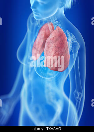 3D Rendering accurato dal punto di vista medico illustrazione di un polmone womans Foto Stock