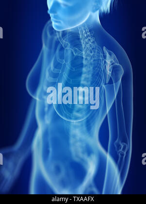 3D Rendering accurato dal punto di vista medico illustrazione di uno scheletro di donna Foto Stock