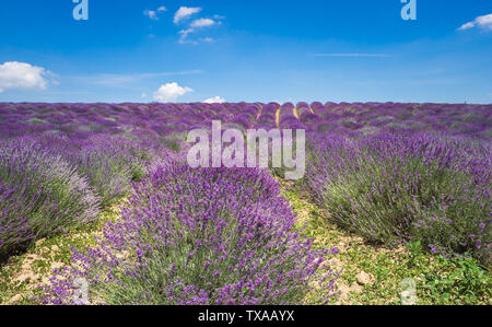 Colorato campo di lavanda in Castelnuovo Don Bosco provincia di Asti, Piemonte, Italia Foto Stock