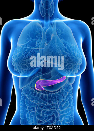 3D Rendering accurato dal punto di vista medico illustrazione di un pancreas womans Foto Stock