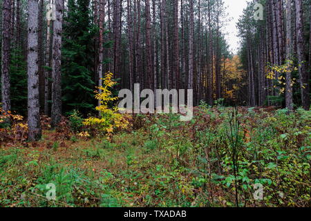 Compensazione in una gran parte della foresta di conifere riempito con breve, lussureggianti piante durante la stagione autunnale Foto Stock