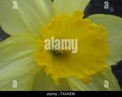 Incredibile Grande giallo Daffodil fiore di narciso o sotto la luce diretta del sole su sfondo verde. Macro. Fiori di Primavera. Foto Stock