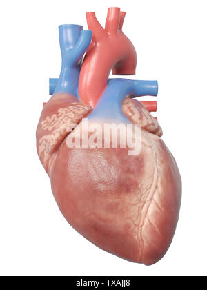 3D Rendering accurato dal punto di vista medico illustrazione del cuore umano anatomia Foto Stock