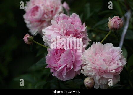 Paeonia lactiflora Sarah Bernhardt. Doppia Peonia Rosa fiore. Paeonia lactiflora (Cinese peonia o giardino comune peonia). Molti fiori. Foto Stock