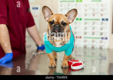 Grazioso cucciolo di bulldog francese razza a un vet appuntamento dal dottore. Un ritratto di un cane che attende l'esame del medico seduto sulla tabella i Foto Stock