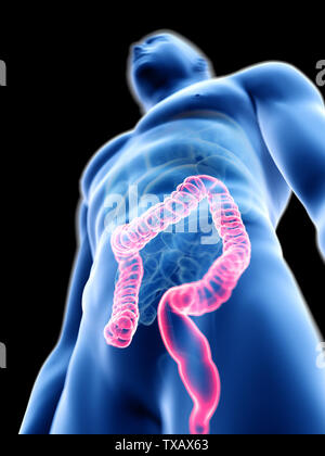 3D Rendering accurato dal punto di vista medico illustrazione di un mans colon Foto Stock