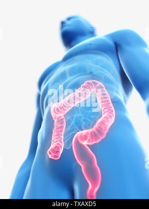 3D Rendering accurato dal punto di vista medico illustrazione di un mans colon Foto Stock