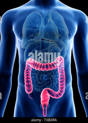 3D Rendering accurato dal punto di vista medico illustrazione di un mans colon Foto Stock