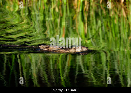 Un topo muschiato 'Ondatra zibethicus', nuoto attraverso la calma acqua riflettente di un castoro stagno nelle zone rurali di Alberta in Canada. Foto Stock