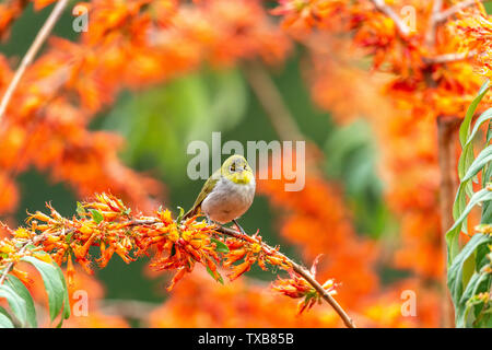 Un verde scuro ricamato uccello su un ramo di fiori. Foto Stock