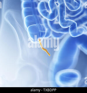 3D Rendering accurato dal punto di vista medico illustrazione dell'appendice Foto Stock