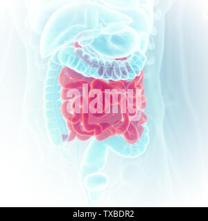 3D Rendering accurato dal punto di vista medico illustrazione del piccolo intestino Foto Stock