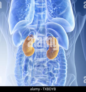 3D Rendering accurato dal punto di vista medico illustrazione dei reni Foto Stock