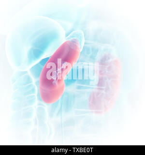 3D Rendering accurato dal punto di vista medico illustrazione dei reni Foto Stock