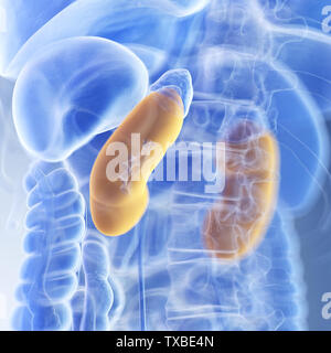 3D Rendering accurato dal punto di vista medico illustrazione dei reni Foto Stock