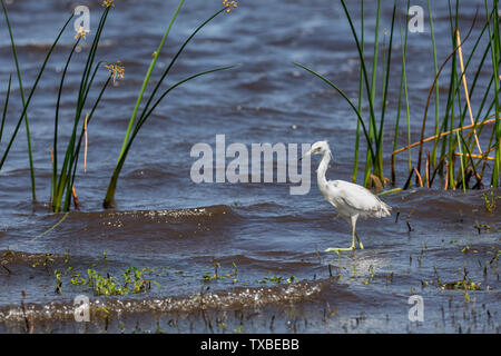 Un bambino piccolo airone cenerino (Egretta caerulea) a caccia di cibo su una florida lakeshore. Foto Stock