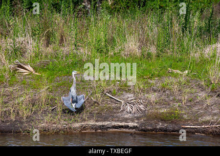 Airone blu (Ardea erodiade) con le ali a penzoloni e la bocca aperta per regolare la temperatura del corpo. Foto Stock