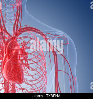 3D Rendering accurato dal punto di vista medico illustrazione della spalla umana vasi sanguigni Foto Stock