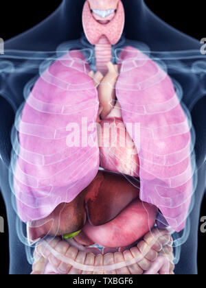 3D Rendering accurato dal punto di vista medico illustrazione del torace umano anatomia Foto Stock