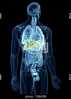 3D Rendering accurato dal punto di vista medico illustrazione del fegato Foto Stock