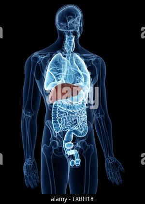 3D Rendering accurato dal punto di vista medico illustrazione del fegato Foto Stock