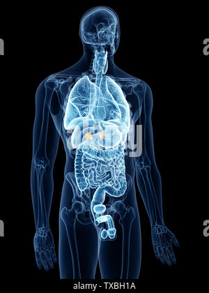 3D Rendering accurato dal punto di vista medico illustrazione delle ghiandole surrenali Foto Stock