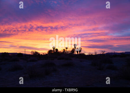 Le nuvole colorate a sunrise in Borrego Springs, California con palme Foto Stock