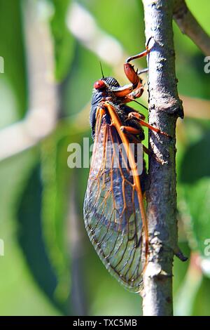2019 Brood VIII Cicala sul ramo Foto Stock