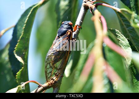 2019 Brood VIII Cicala sul ramo Foto Stock
