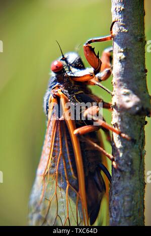 2019 Brood VIII Cicala sul ramo Foto Stock