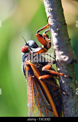 2019 Brood VIII Cicala sul ramo Foto Stock
