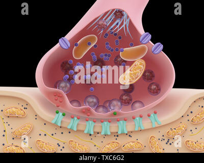 3d reso illustrazione di una sinapsi sezione trasversale Foto Stock