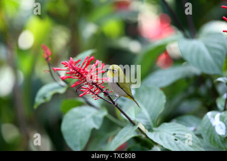 Fiori e uccelli foto, verde scuro ruggine-eyed bird con pollo corona letto jazz Foto Stock