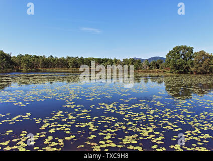 Incredibile mattina attorno al lago di Jabiru Aeroporto in Cattana zone umide la conservazione della natura area in prossimità di Smithfield appena a nord di Cairns, Queensland Australia Foto Stock