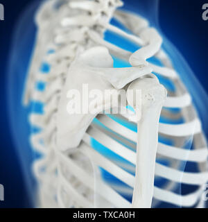 3D Rendering accurato dal punto di vista medico illustrazione della spalla scheletrico Foto Stock